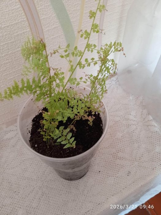 Продам рассаду, цветы