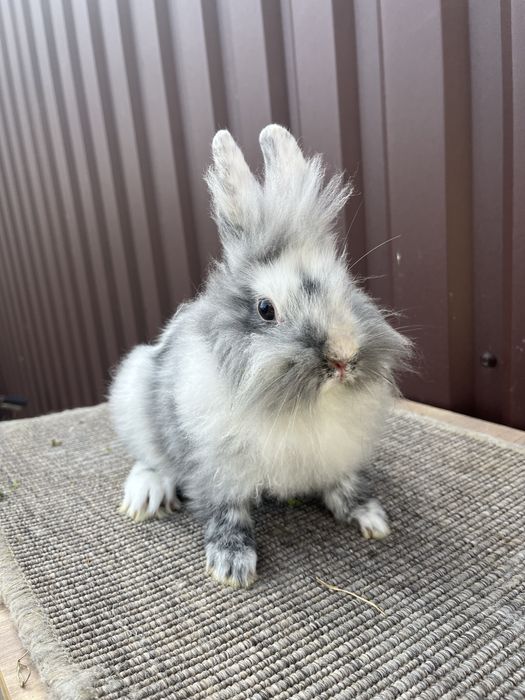 Iepuri cap de leu rohn