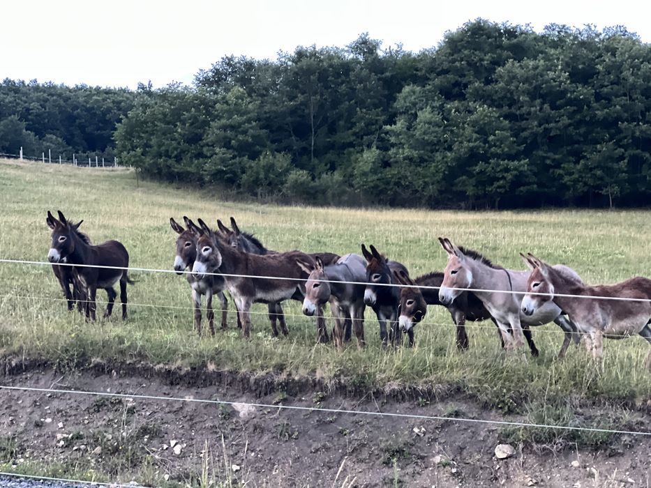 40 măgari masculi – întrețin 40–80 ha fără utilaje (cost minim)