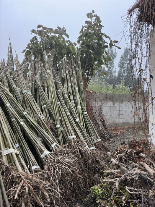 Павлония бор Pavlovniya sotiladi optom