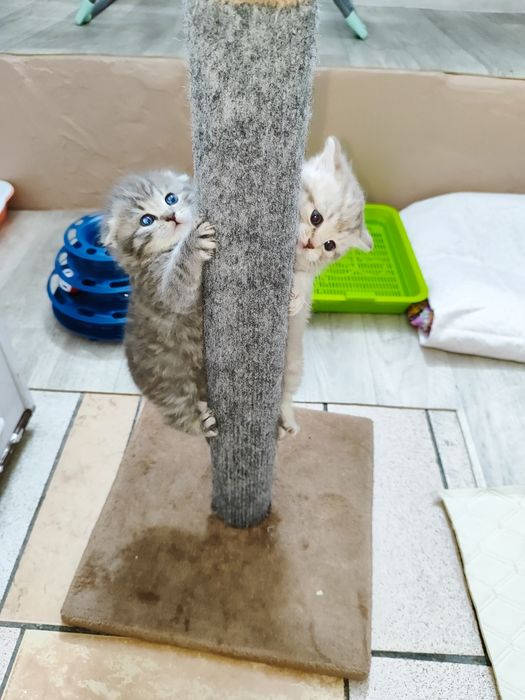 Шотландские котята