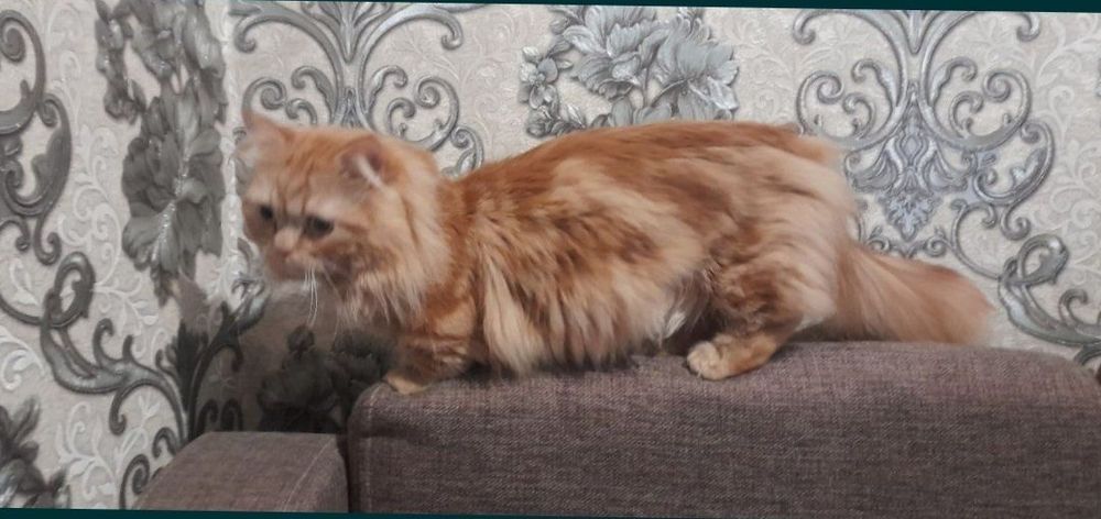 Manchikin erke soglom