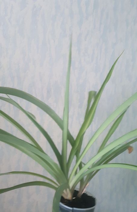 Хлорофитум дом.цветы.