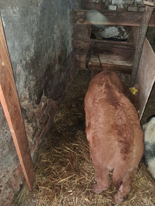 Vand jurinca la prima fatare cu vitea de limuzin