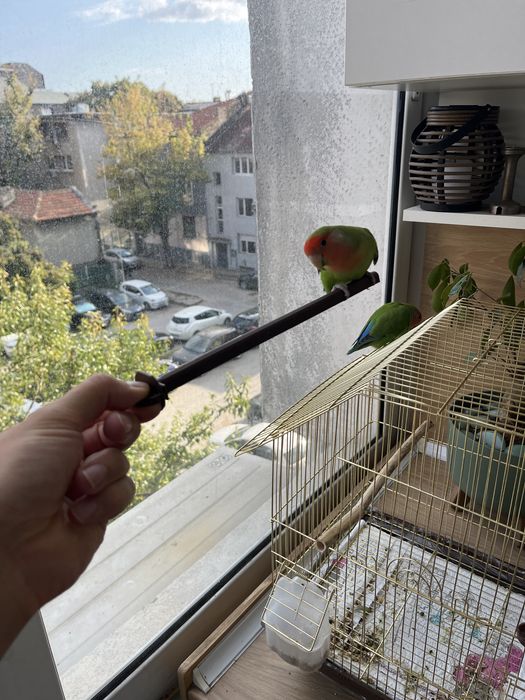 Папагали Неразделки с клетка