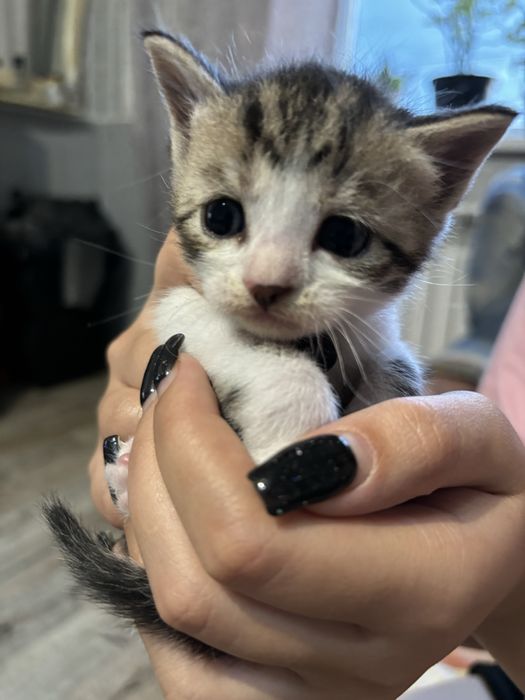 Продам котят красивых