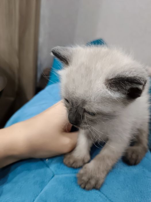 Отдам в добрые руки котят