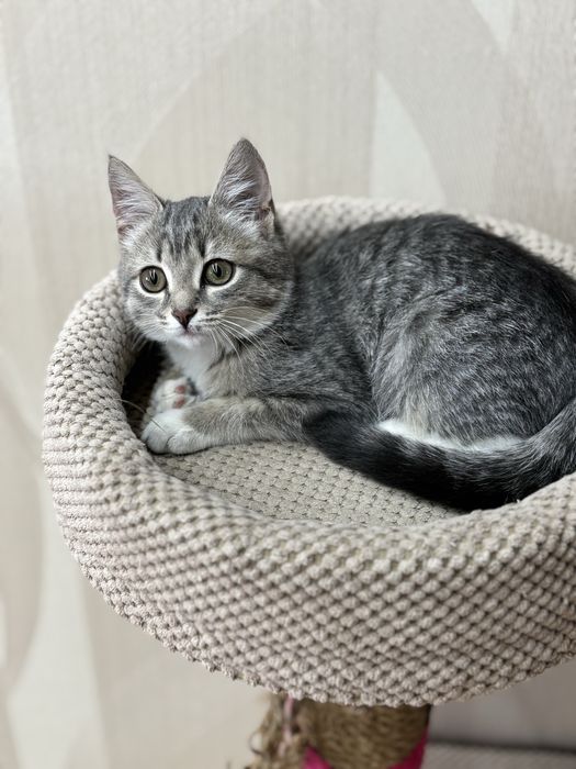 Котенок девочка
