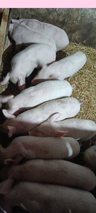 Прадавам малки прасенца