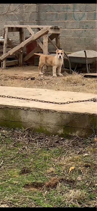 Щенок сао алабай кушык собака