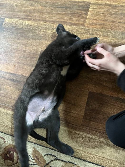 Отдам щенка в добрые руки!