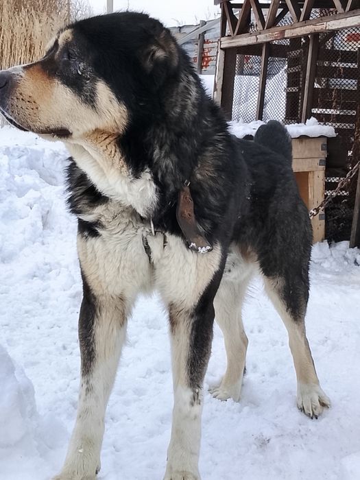 Продается САО алабай