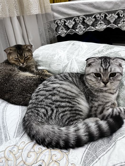 Предлагаю шотландского вислоухого кота для вязки