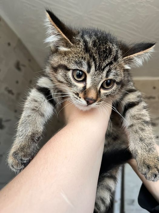 Отдам котёнка маленького