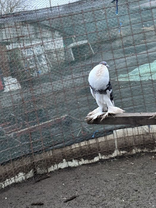 Porumbei gusati pomerania si straseri