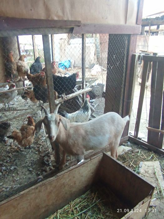 Зайнски 4 ешкі бағасын келісеміз