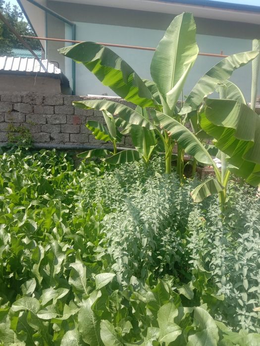 Кучат банан бор саженцы бананов есть