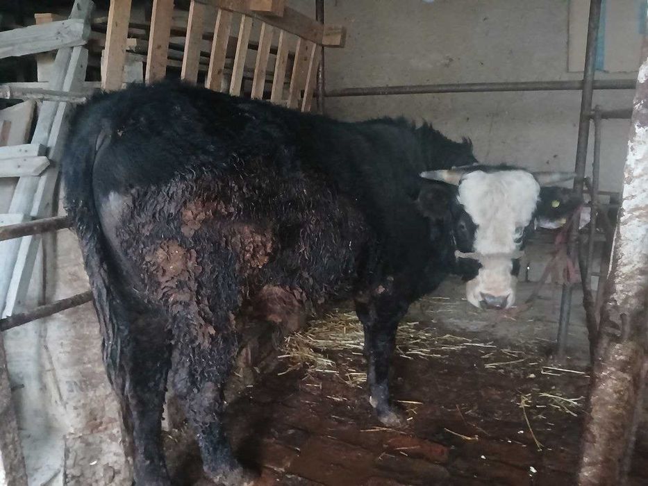 Buqa sotiladi. O'zimizning uyda boqilgan