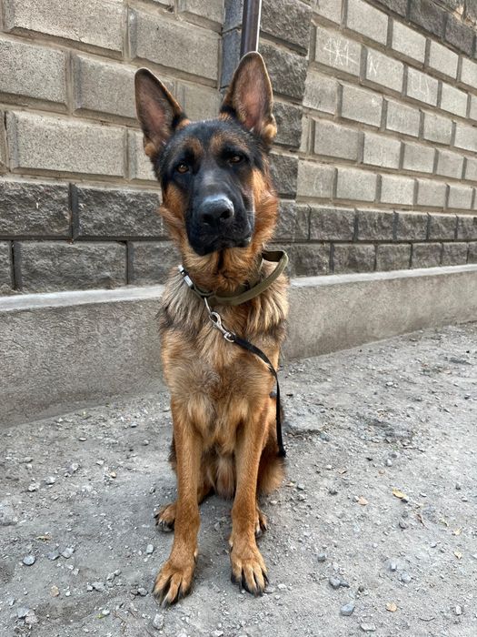 Продам овчарку в хорошие руки