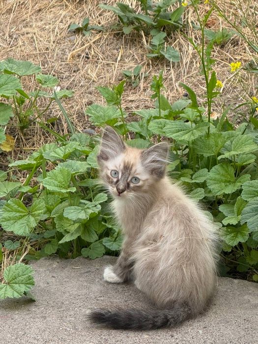 Милые котята ищут любящий дом