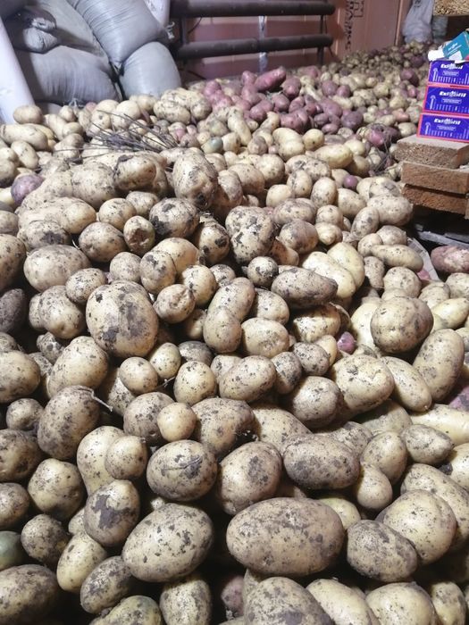 Картошка домашняя продам