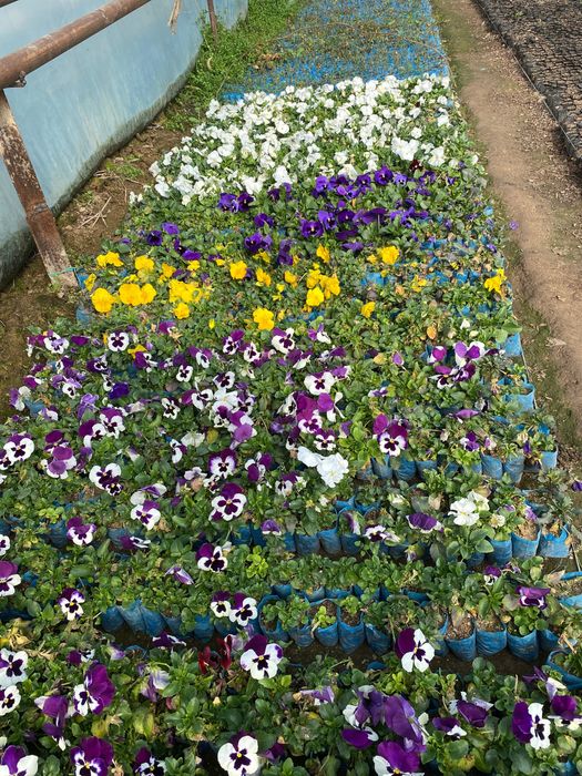 Gul ko’chatlari, gul urug’lari, gullar turli xil turdagi gul ko’chatla