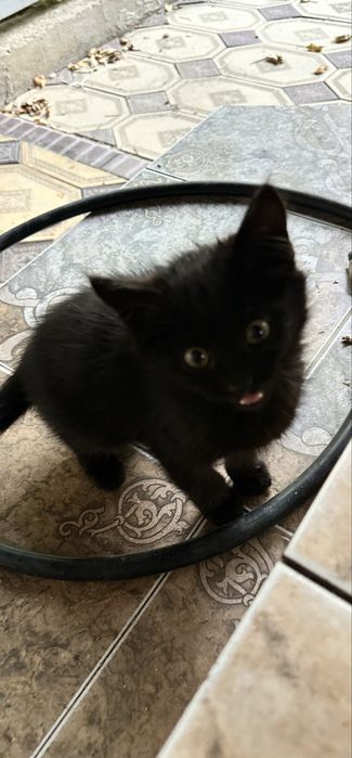 Отдамдим 2 котят девочек