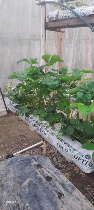 Kinsberry tanoblari zakazga bor