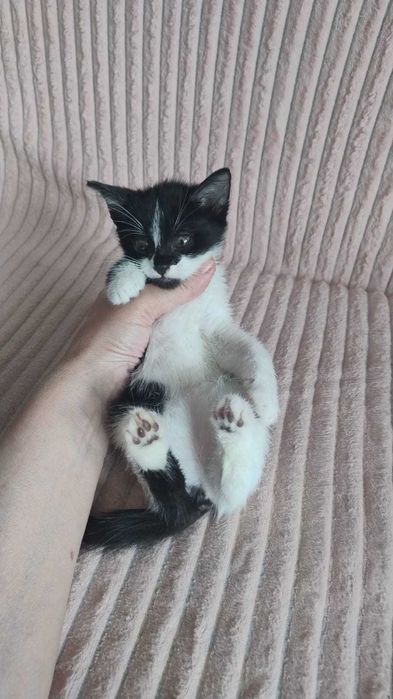 Милые котятя( мальчики и девочки)