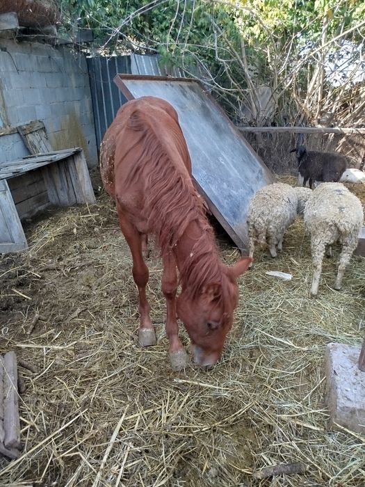 Вынужденый забой