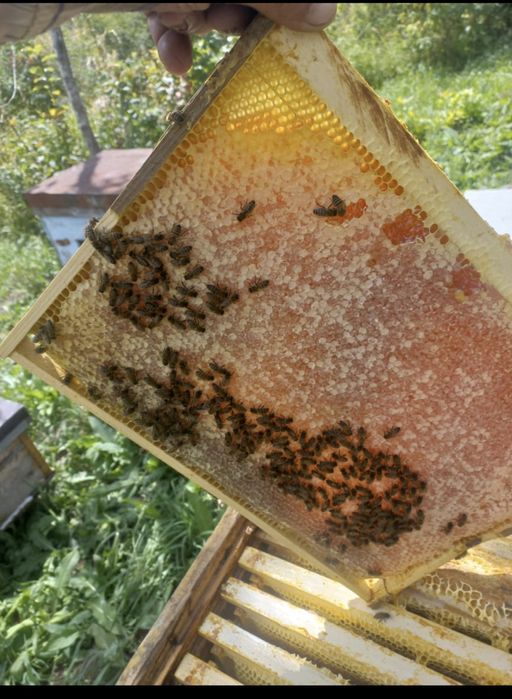 Продажа пчелопакетов