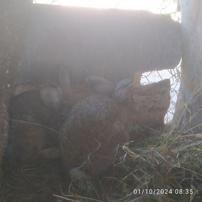 Quyonlar sotiladi zotli