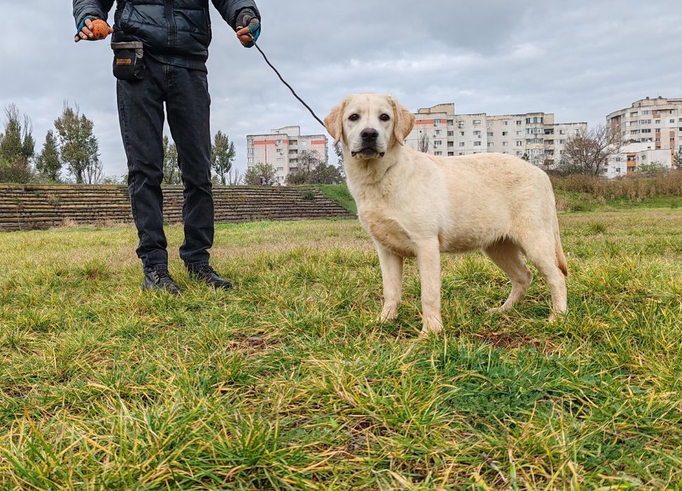Labrador Retriever felema galbena