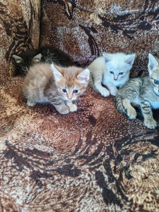Шустрые котята!!!