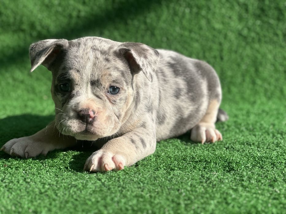 Американско були покет мерле