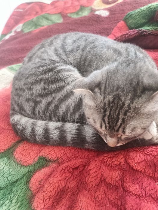 Кошка вислоухий.