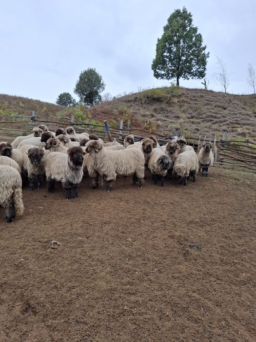 De vânzare detali la telefon