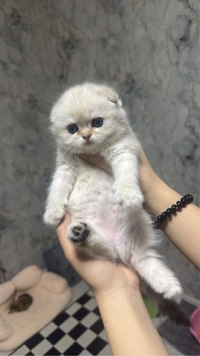 Продаётся колор поинт и золотая шиншила 250$ уе