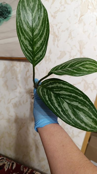 Аглонема Страйпс , крупномер