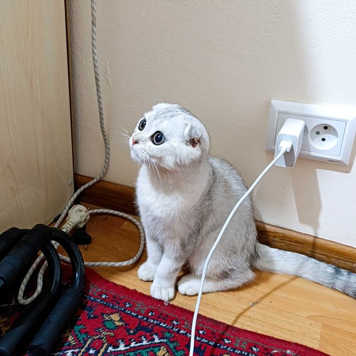 Mushuk. Scottish fold
