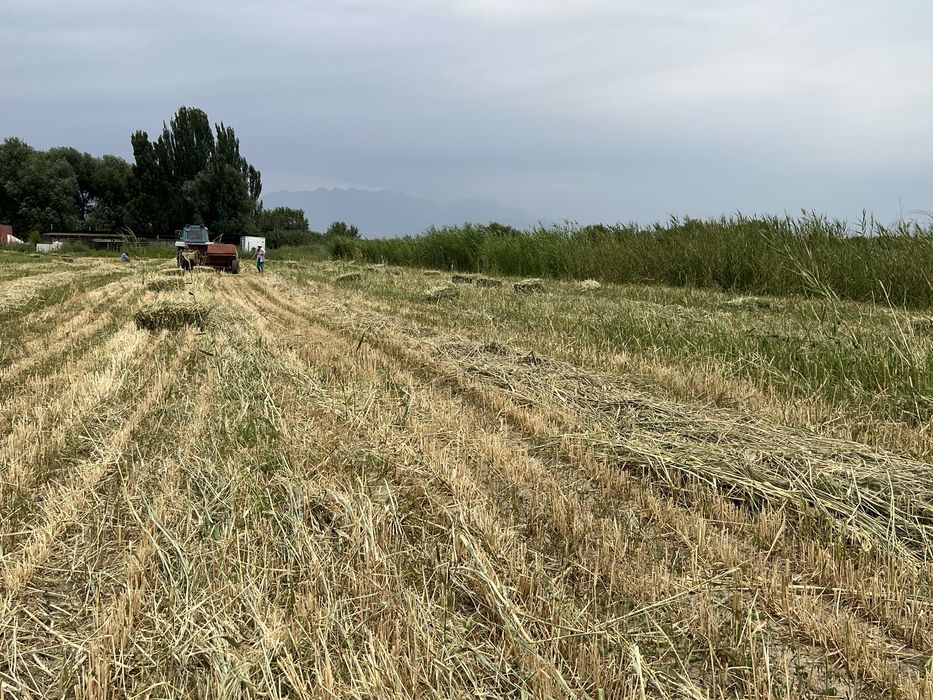 Продается  Сено с арпой