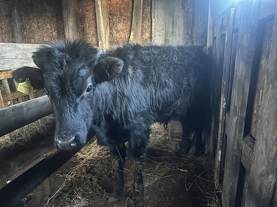 Продам годовалых бычков