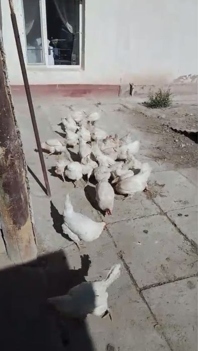 Продам кур жирные