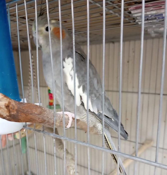 Пара кореллы, самец корелла