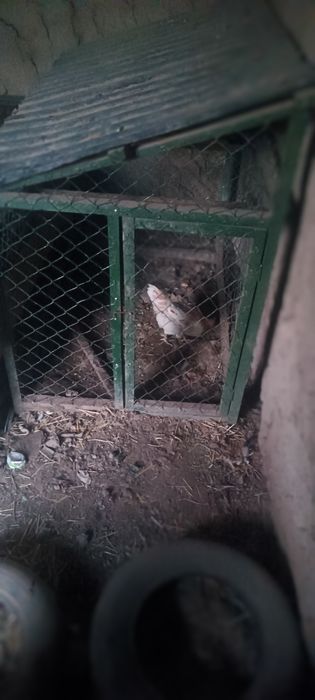 Клетка для курей и петухов