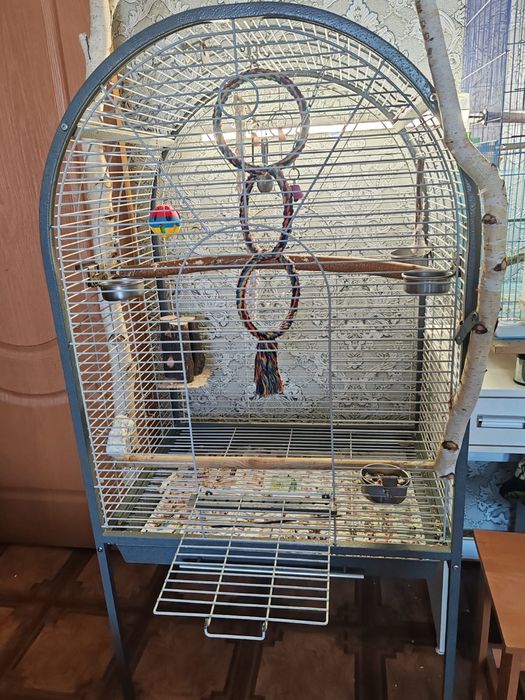 Продается Александрийский попугай