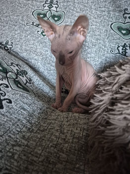 Котёнок сфинкс девочка