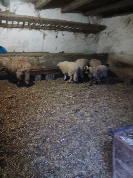 Vând 4 oi rasa turcana