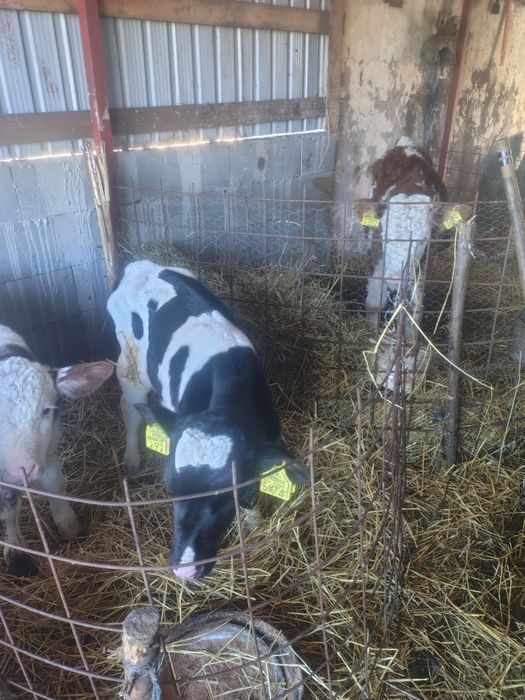 de vânzare tăuraș de trei săptămâni