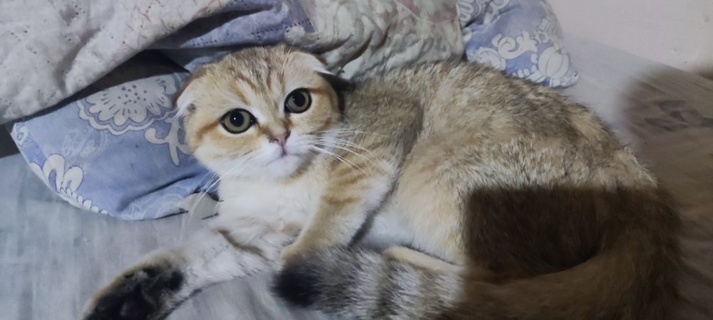Золотая шиншила Шотландская